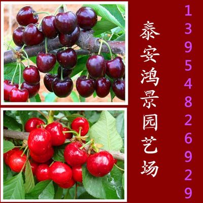 达贝妮樱桃苗栽培主要措施